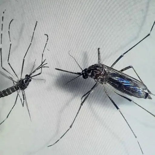 Costa Rica declara alerta por malaria ante migración desde Nicaragua-002 ,