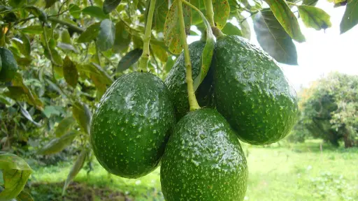 Según datos de AGEXPORT, en Guatemala hay al menos 13 mil hectáreas con cultivos de aguacate. ,AGEXPORT