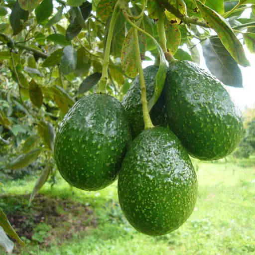 Según datos de AGEXPORT, en Guatemala hay al menos 13 mil hectáreas con cultivos de aguacate. ,AGEXPORT