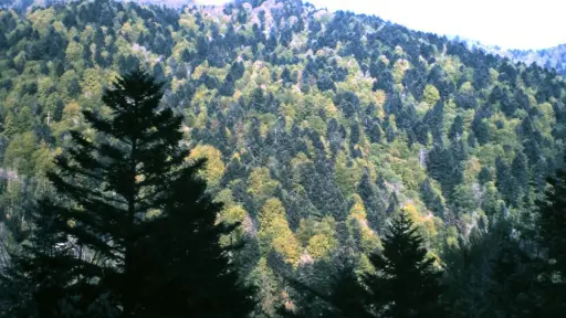 Las autoridades urgieron medidas para controlar la plaga. Imagen de archivo con fines ilustrativos. ,Archivo.