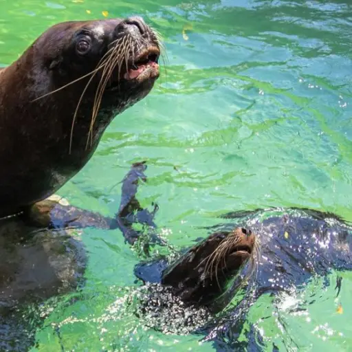 Zoologico-La-Aurora-Kira-1.jpg ,