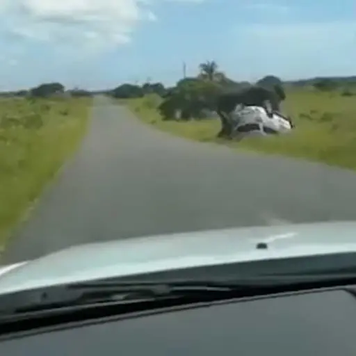 Elefante-vuelca-carro-familiar.jpg ,