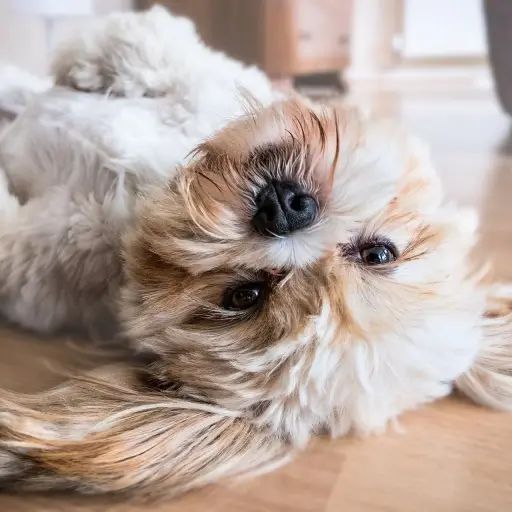 perro-temblores.jpg ,