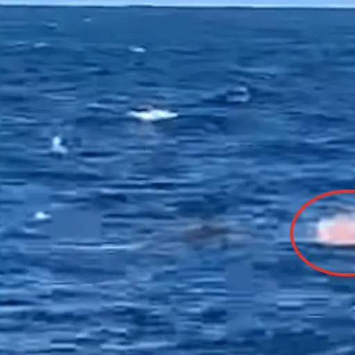 ataque-tiburon.png ,