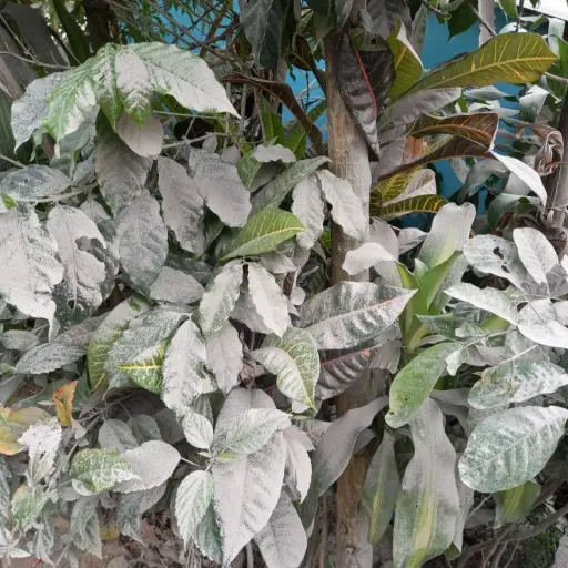 danos-cultivos-caida-ceniza-2.jpeg ,