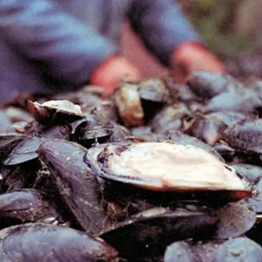 intoxicacion-por-moluscos-.jpg ,