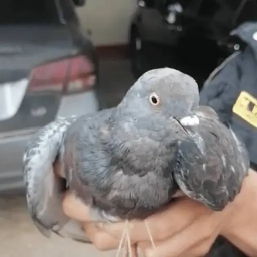 ploma-droga-peru.png ,