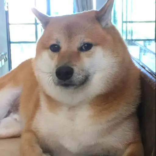 Perrito-Cheems.jpg ,