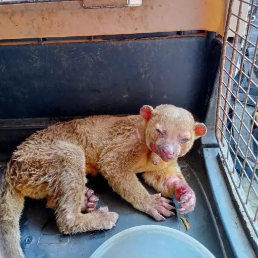 mico-leon-rescatado-puerto-barrios-conap-3-1.jpeg ,