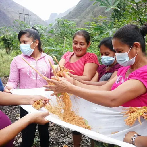 siembraamarantoCoban.jpeg ,