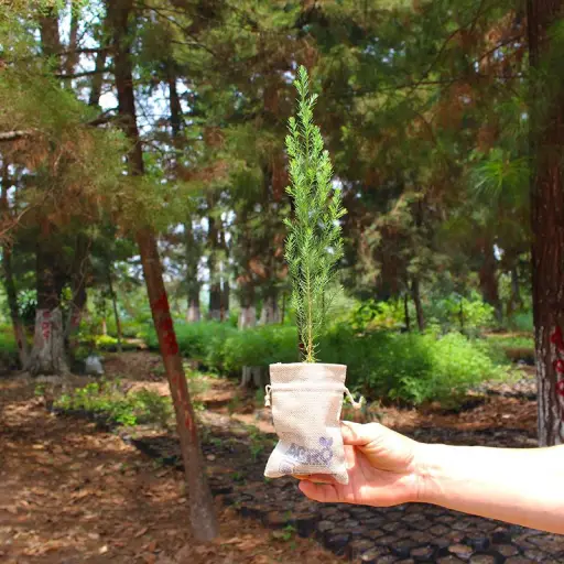 lanzamiento-campana-reforestacion-inab-mayo-2022-foto-sandy-pineda-publinews-emisoras-unidas-2-1.jpg ,