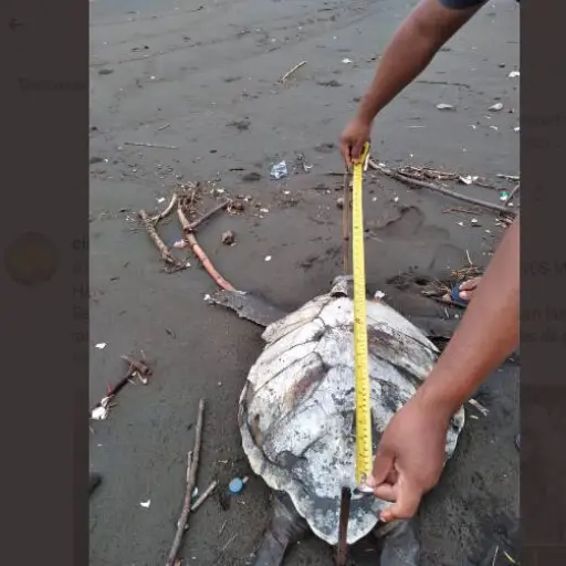 tortuga-muerta-costas-pacifico.png ,