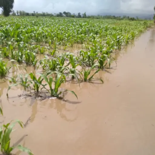 danos-cultivos-guatemala-temporada-de-lluvia-junio-2022-2.jpg ,