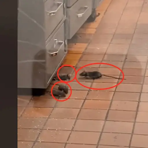 Clienta-difunde-video-de-restaurante-que-esta-invadido-por-ratas-.png ,