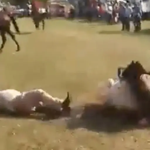 muere-jinete-tras-choque-de-caballos.png ,