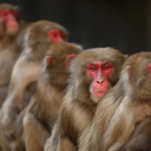 ataques-macacos-yamaguchi-japon-julio-2022-publinews.jpg ,