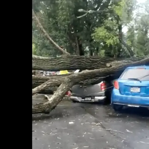 arboles-caidos-simeon-canas.png ,