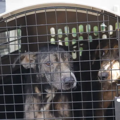 rescatan-a-perros-en-albergue-en-zacapa-por-maltrato-24-agosto-2022-foto-unidad-de-bienestar-animal-maga-1.jpeg ,