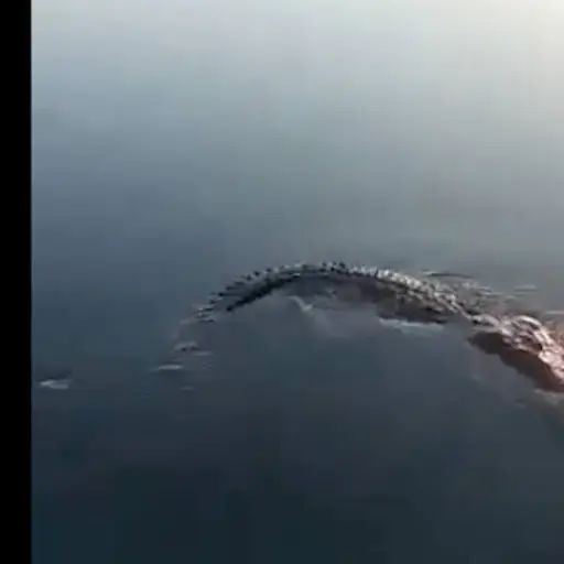 VIDEO.-Cocodrilo-de-mas-de-3.5-metros-mata-a-hombre-.png ,