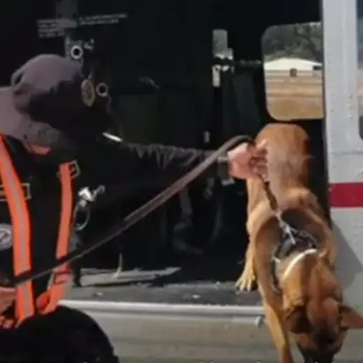 agente-k9-fifi-muere.jpg ,