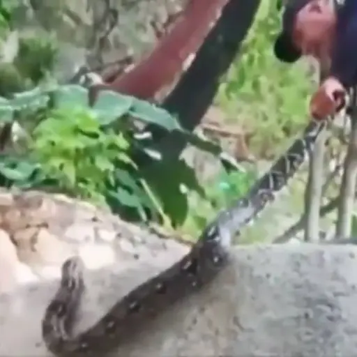 encuentran-enorme-serpiente-en-balneario-de-aguas-termales-.png ,