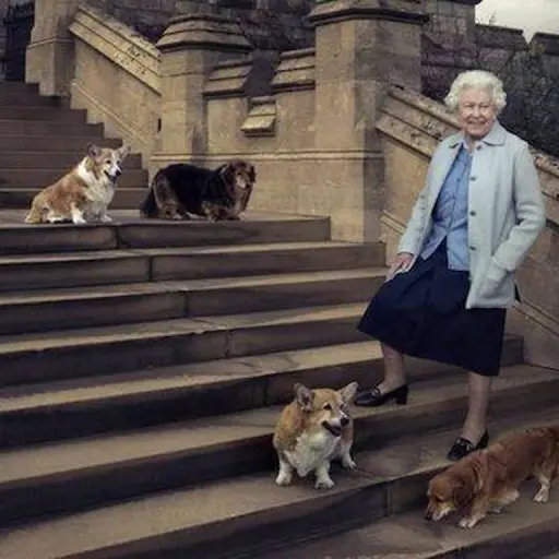 perritos-corgis-Isabel-II.jpg ,