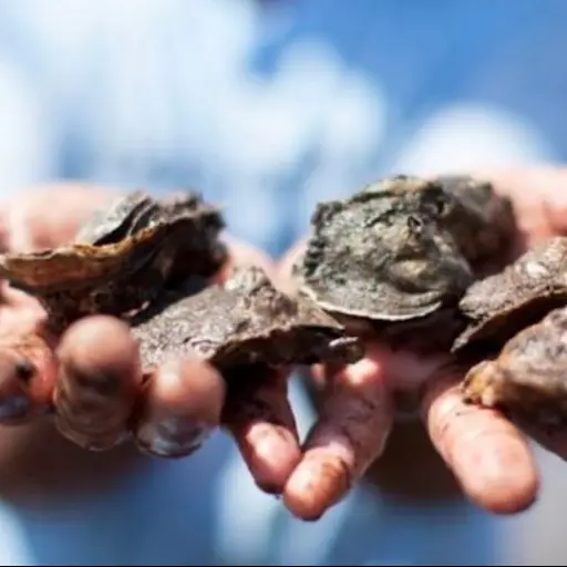 Ministerio-de-Salud-recomienda-evitar-el-consumo-de-moluscos-2.jpg ,