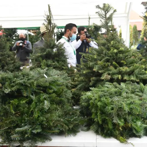 ferias-pinabete-guatemala-2021-3.jpeg ,