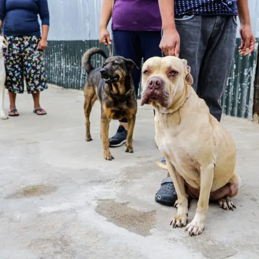 Vacunacion-canina-8-rabia-scaled-1.jpg ,