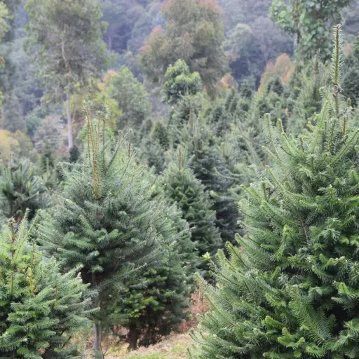 Pinabete-arbol-Navidad-Guatemala-Conap-INAB-noviembre-2022.jpg ,