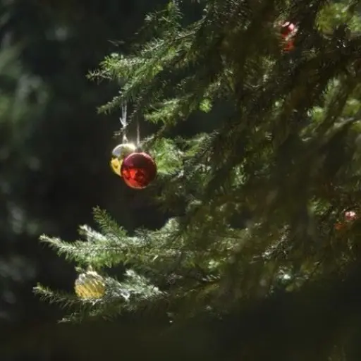 pinabete-navidad-2022-2.jpg ,