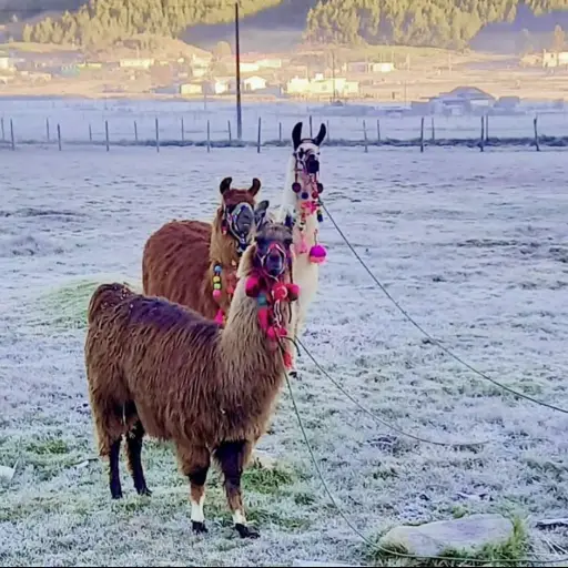 llamas-Guatemala-diciembre-2022.jpg ,
