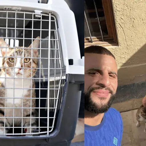 Walker-y-Stones-adoptan-un-gato.png ,