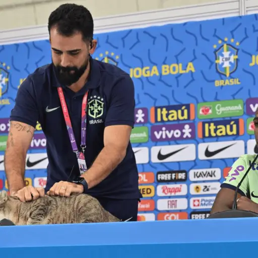 demanda-federacion-de-brasil-maltrato-animal-gato-qatar-publinews-.png ,