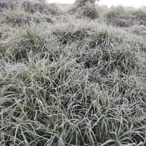 Helada-meteorologica-Quetzaltenango.jpg ,