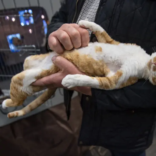 Gato-conferencia-de-prensa-vinicius-1-scaled-1.jpg ,