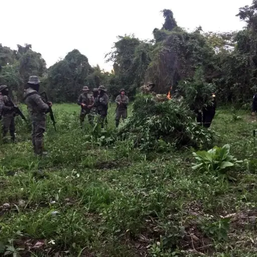 erradicacion-droga-peten-enero-2023.jpg ,