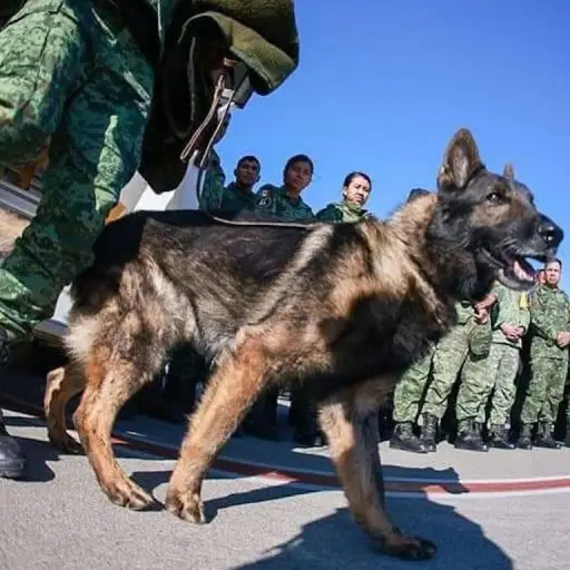 Muere-Proteo-perro-rescatista-de-Mexico-que-laboraba-en-Turquia.jpg ,