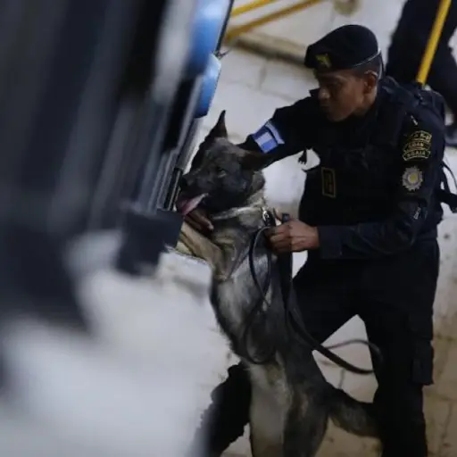 Mas-de-15-perros-K-9-estan-listos-para-deteccion-de-ilicitos-en-Guatemala-.jpg ,