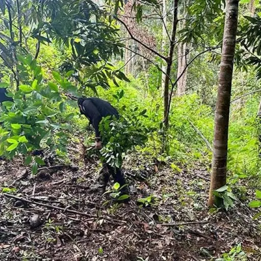 Erradican-mas-de-53-mil-459-arbustos-de-hoja-de-coca-en-Alta-Verapaz.jpg ,
