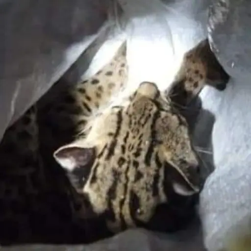 Tigrillo-atropellado-Alta-Verapaz-17-de-marzo-2023.jpg ,