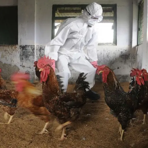 sacrifican-miles-aves-epidemia-gripe-aviar-india-publinews.jpg ,