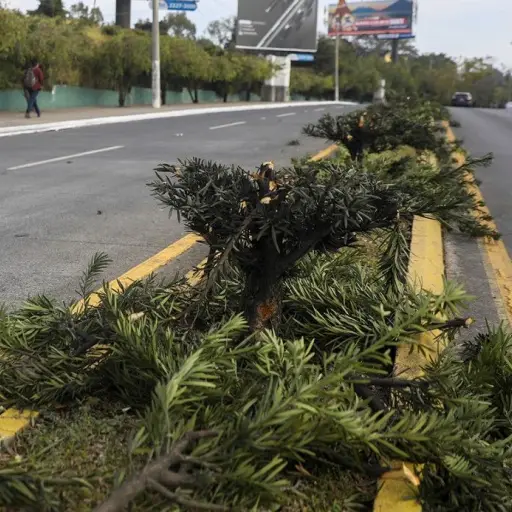 Tala-ilegal-de-arboles-zona-13-marzo-2023.jpg ,