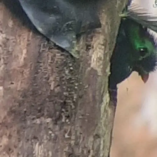 nidos-de-quetzal-marzo-2023.jpg ,