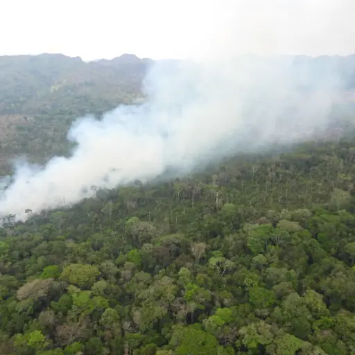Incendios-forestales-Peten-especies-abril-2023.jpeg ,