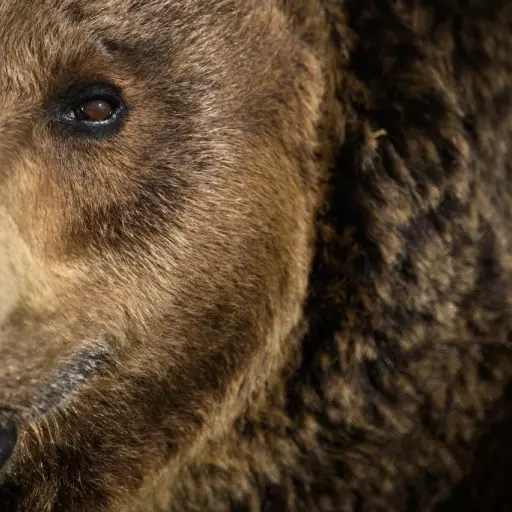 oso-mata-senderista-Andrea-Papi-italia.jpg ,