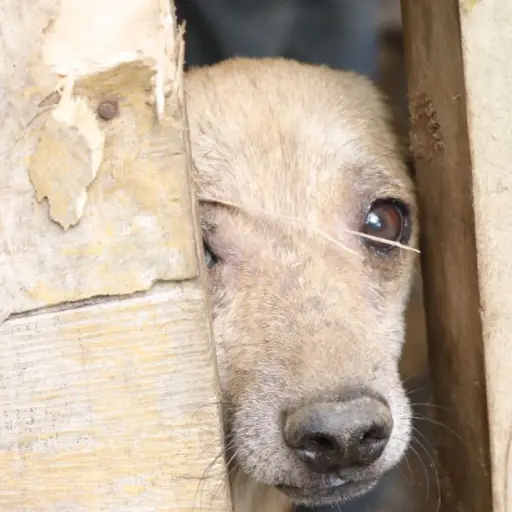 rescatan-a-perros-en-albergue-en-zacapa-por-maltrato-24-agosto-2022-foto-unidad-de-bienestar-animal-maga-2-4.jpeg ,