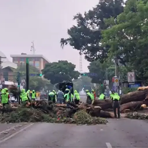 arbol-cae-en-zona-9-mayo-2023-1.jpg ,
