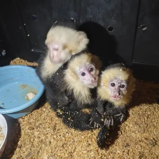 rescatan-monos-capuchinoso-julio-2023.jpeg ,