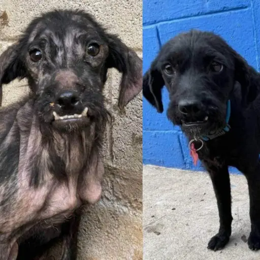 Pirana-casa-del-terror-julio-2023.jpg ,